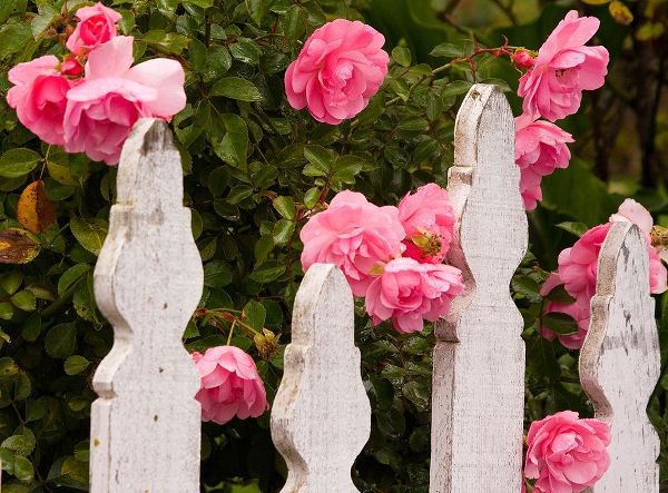 Oregon-Cannon Beach with gardens and white picket fences and pink roses